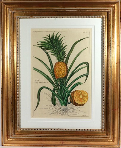 Inventory:  Print, Botanical Hand-colored Engraving of a Pineapple, Georg Eberhard Rumphius (Herbarium Amboinense), 1741&acirc;1750), 1741-50, $2,500