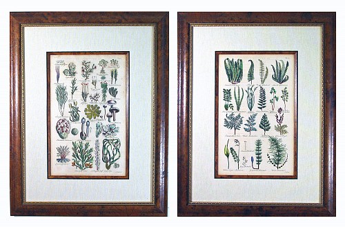 Inventory:  Print, Botanical Engravings of Ferns, Mosses, Lichens and Fungi, a Pair, London, 1756, John Hill, 1756, $2,500