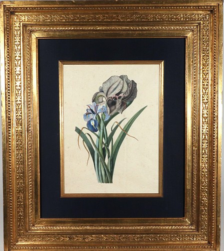 Print Circle of Georg Dionysius Ehret, Watercolor of Mourning Iris and English Iris, Mid-18th Century $2,750
