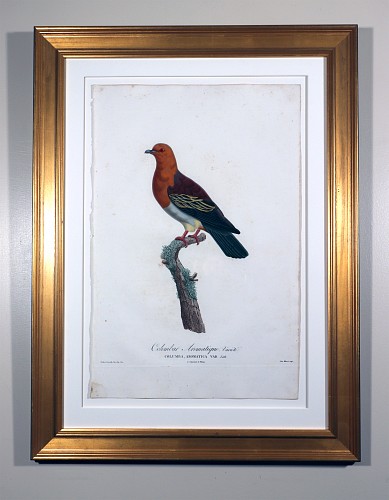 Inventory:  Madame Knip, Madame Pauline Knip Engravings of A Pigeon, Plate 2,  Colombar Aromatica Var (Colombar Aromatique, Variete), 1811, $2,500