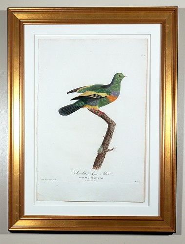 Inventory:  Madame Knip, Madame Pauline Knip Engravings of A Pigeon, Plate 10, Columba Vernans (Colombar Sojoo Male), 1811, $2,500