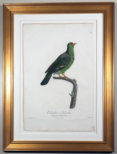 Madame Knip Madame Pauline Knip Engravings of A Pigeon, Plate 7, Columba Calva (Colombar a front nud), 1811 $2,500