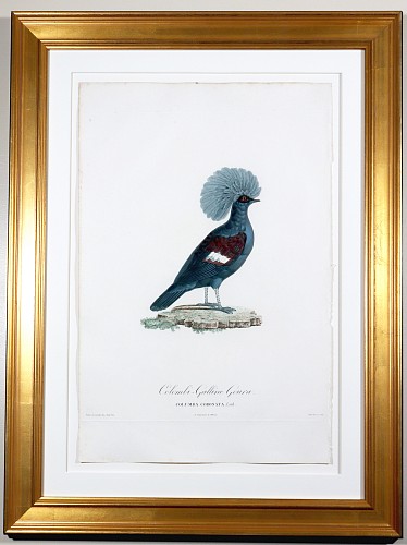 Madame Knip Madame Knip Hand-Finished Color Engraving of the Crowned Pigeon, Columba Coronata, from Les Pigeons, 1808-1811 $1,750