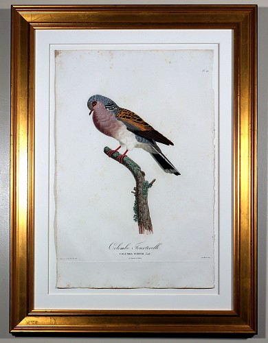 Madame Knip Madame Pauline Knip Engravings of A Pigeon, Plate 42, Colombe Tourterelle (Columba Turtur), 1811 $2,500