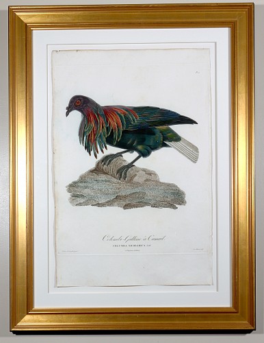 Inventory:  Madame Knip, Madame Knip Hand-Finished Color Engraving of the Nicobar Pigeon, Colombi-Galline &Atilde;&nbsp; Camail, from Les Pigeons, 1808-11, $1,750
