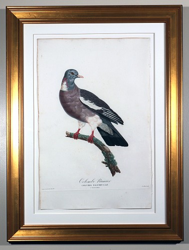 Madame Knip Madame Pauline Knip Engraving of A Pigeon, Columba Palumbus (Colombe Ramier), 1808-1811 $1,750