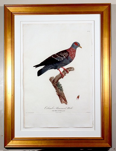 Madame Knip Madame Pauline Knip Engravings of A Pigeon, Plate 16, Columba Guinea (Colombe Roussard, Male), 1811 $2,500