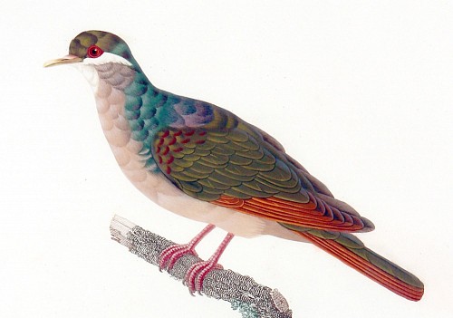 Madame Knip Madame Pauline Knip Engravings of A Pigeon, Plate 16, Columba Mystacea (Colombe a Moustaches Blanches), 1811 $2,500