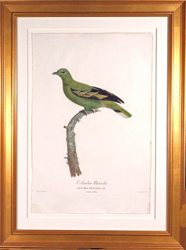 Inventory:  Madame Knip, Madame Pauline Knip Engraving of A Pigeon, Columbar Unicolor, From Les pigeons par Madame Knip, ne&Igrave;e Pauline de Courcelles, 1809-11, $1,750