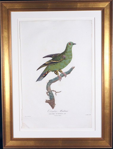 Madame Knip Madame Knip Hand-Finished Color Engraving of the Madagascar Green Pigeon, Colombar Ma&Atilde;&macr;tsou, from Les Pigeons, 1808-11 $1,750