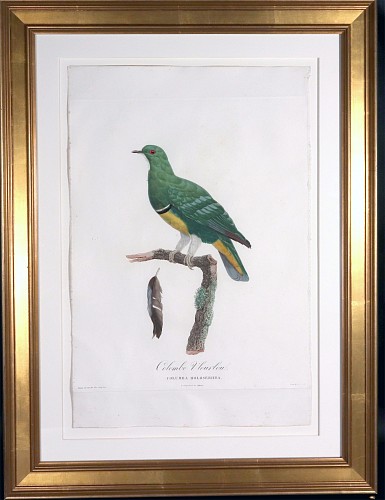 Madame Knip Madame Knip Hand-Finished Color Engraving of the Cloven-Feathered Dove, Colombe Vlouvlou, from Les Pigeons, 1808-1811 $1,750