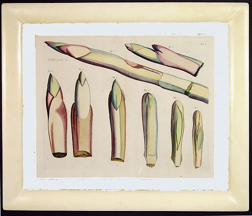 Inventory:  Rheede Tot Draakestein, Hortus Malabaricus Hand-Colored Botanical Engraving, Talipot Palm (Codda-pana), Rheede, Amsterdam, Tab. 5, 1682, $3,000
