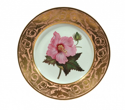 Inventory:  Derby Factory, Antique Derby Porcelain Salmon Ground Plate, A Marsh Hibiscus, by John Brewer after William Curtis, Circa 1815, $750