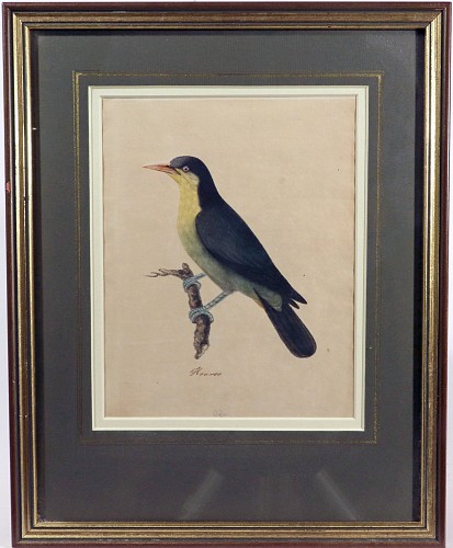 Inventory:  East India Company School, East India Company School Watercolor of a Bird Inscribed &acirc;Kouroo&acirc;, India, 1800-1820, $4,000