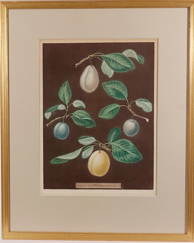 Inventory: George Brookshaw, George Brookshaw Pomona Britannica Plums, Plate XVII, Hand-Finished Color Aquatint, Framed

English, London, Dated 1806
, 1806, $1,850