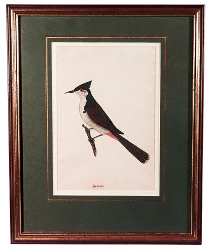 Inventory:  East India Company School, East India Company School Watercolor of a Red-whiskered Bulbul Inscribed &acirc;Kanra&acirc;
India, probably Bengal, 1800-1820, $4,000