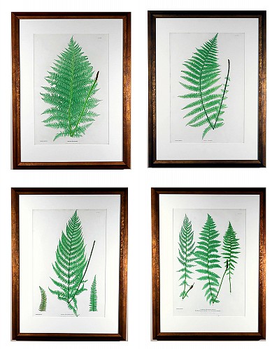 Print Nature-Printed Fern Prints by Henry Bradbury, Set of Four Plates from Thomas Moore&acirc;s The Ferns of Great Britain and Ireland, 1855-1856 $12,500