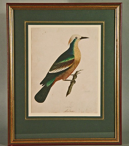 Inventory:  East India Company School, East India Company School Watercolor of a Bird Inscribed &acirc;Bilace&acirc;, 1800-1820, $4,000